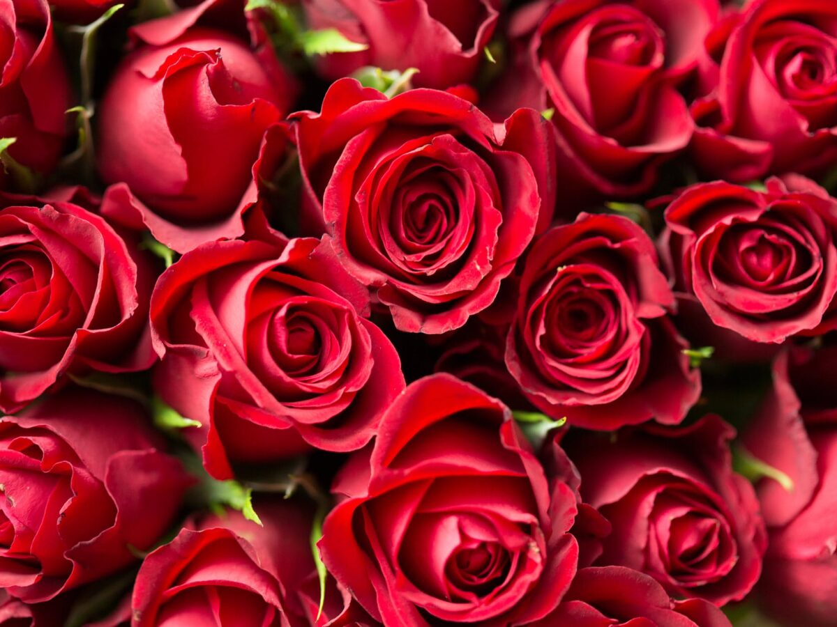 red roses close up photography