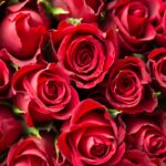 red roses close up photography